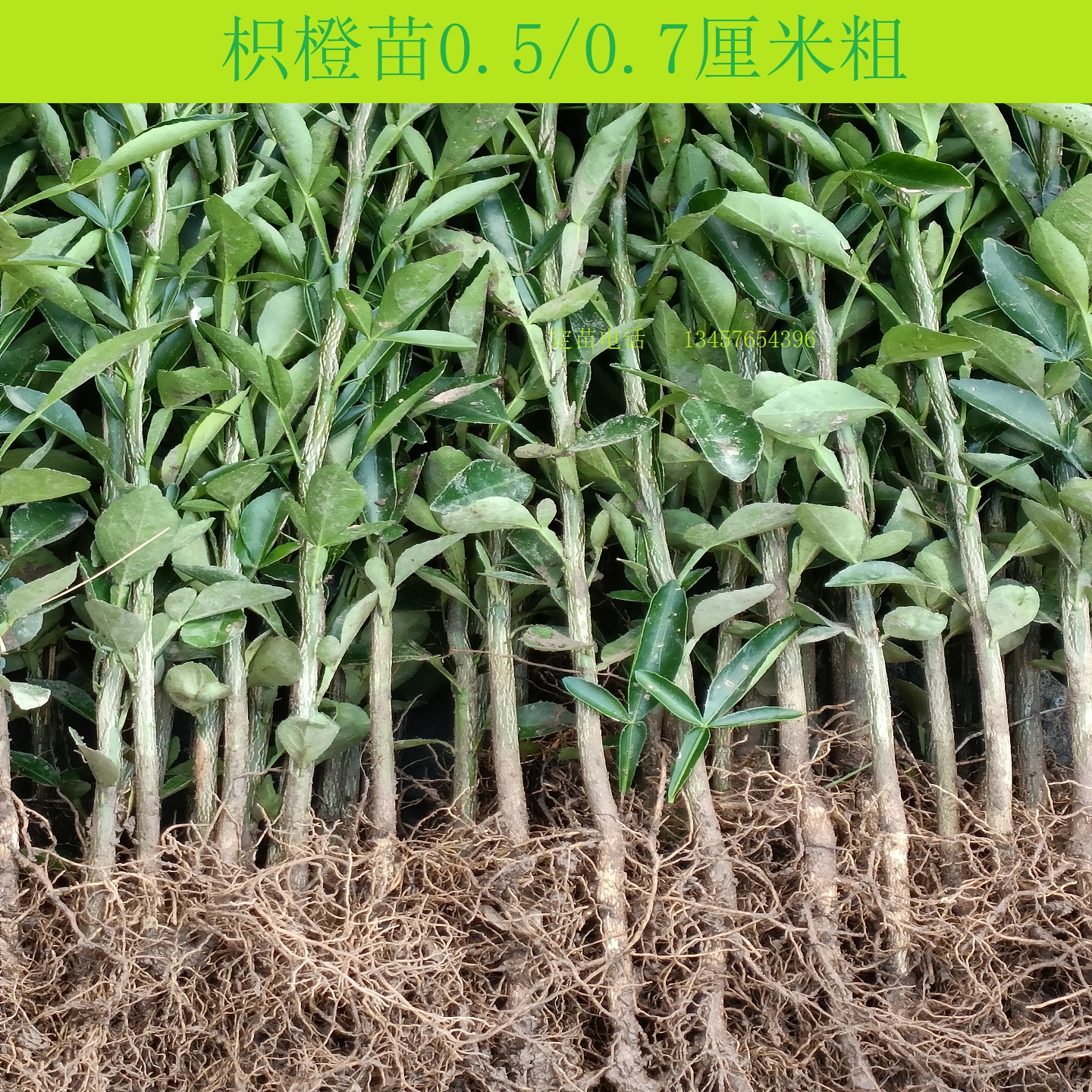 枳橙苗砧木大叶枳橙苗脱毒苗