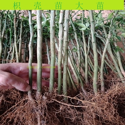 枳壳砧木苗枳壳幼苗篱笆刺苗