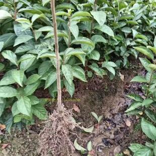 鸟柿苗野柿苗大秋甜柿砧木苗柿子实生苗柿子砧木