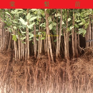 鸟梨苗棠梨苗鸟梨芽苗实生苗直生苗嫁接桂花金秋梨砧木苗杜梨小苗