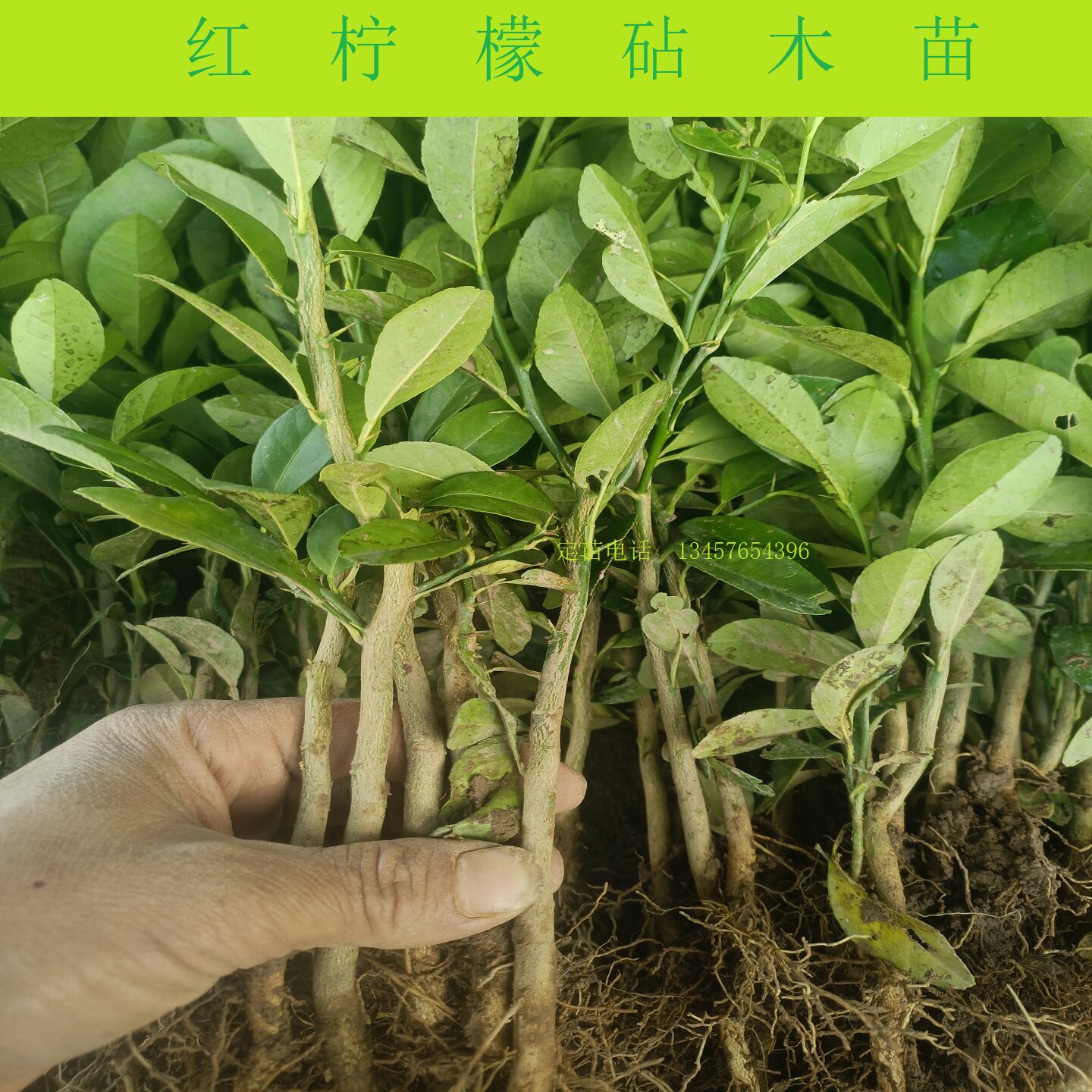 红柠檬牛脚子苗土柠檬嫁接新会柑砧木幼苗