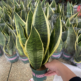 金边虎皮兰盆栽客厅懒人绿植耐旱型植物室内好养易活