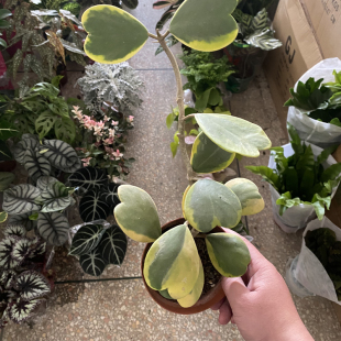 心叶球兰锦客厅桌面绿植室内爬藤植物心形叶子办公桌面常青好养活