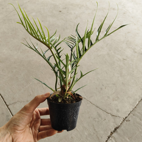 鱼骨蔓绿绒板植北欧风室内耐阴南美网红观叶绿植四季常青小盆栽苗
