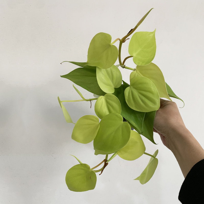 柠檬汁蔓绿绒盆栽室内耐阴爬藤植物桌面垂吊型小绿植