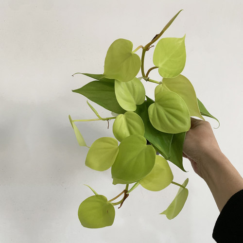 柠檬汁蔓绿绒盆栽室内耐阴爬藤植物桌面垂吊型小绿植