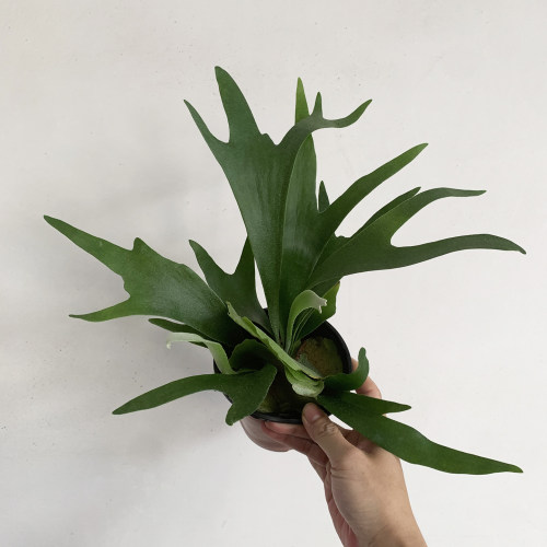 鹿角蕨盆栽室内耐阴好养的桌面绿植趣味美观