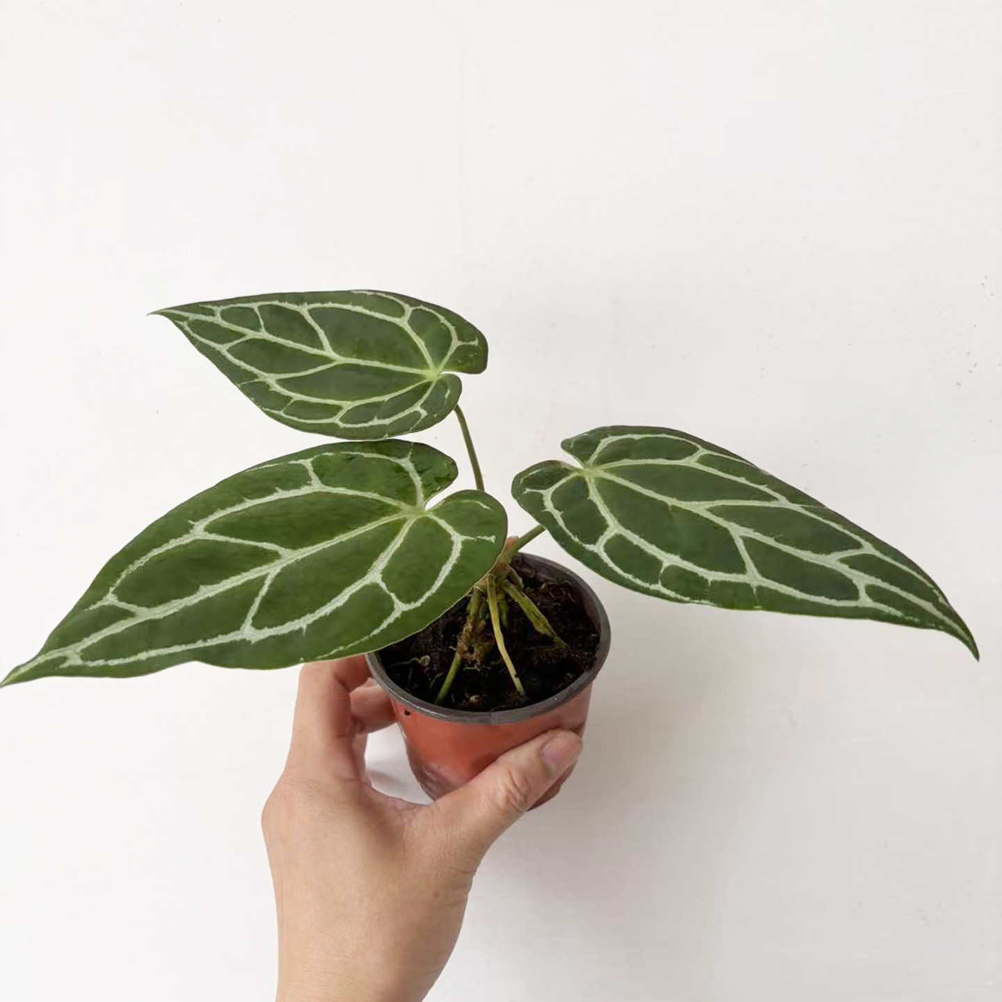 粗脉水晶花烛盆栽ins风网红绿植室内北欧桌面简约家居摆放 - 实物图