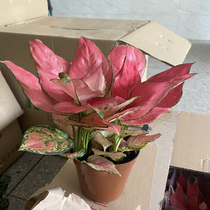 吉利红盆栽室内红叶绿植客厅红如意新手观叶植物桌面好养活四季红