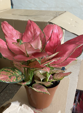 吉利红盆栽室内红叶绿植客厅红如意新手观叶植物桌面好养活四季红