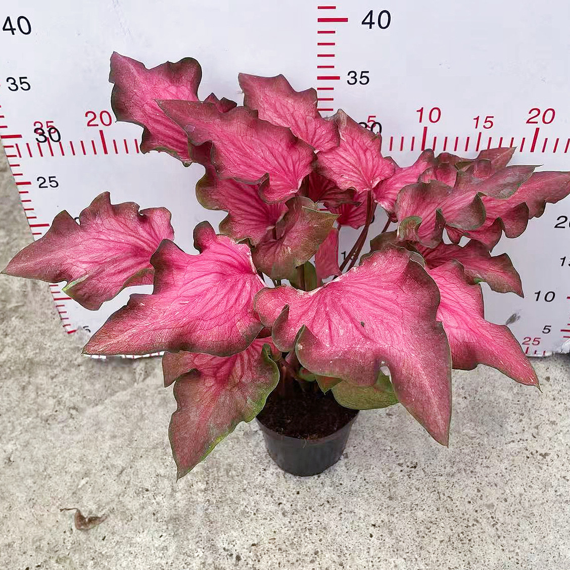 烈焰雄心彩叶芋盆栽ins风网红绿植室内观叶北欧简约桌面家居摆放图片
