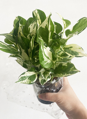 白金葛绿色植物盆栽室内好养小型桌面爬藤植物客厅小观叶花叶绿萝