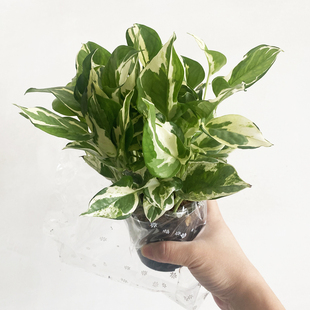 白金葛绿色植物盆栽室内好养小型桌面爬藤植物客厅小观叶花叶绿萝