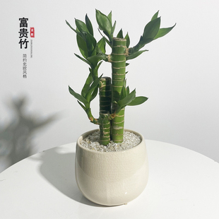 富贵竹盆栽客厅步步高升绿竹子办公室节节高升桌面小植物观音竹苗