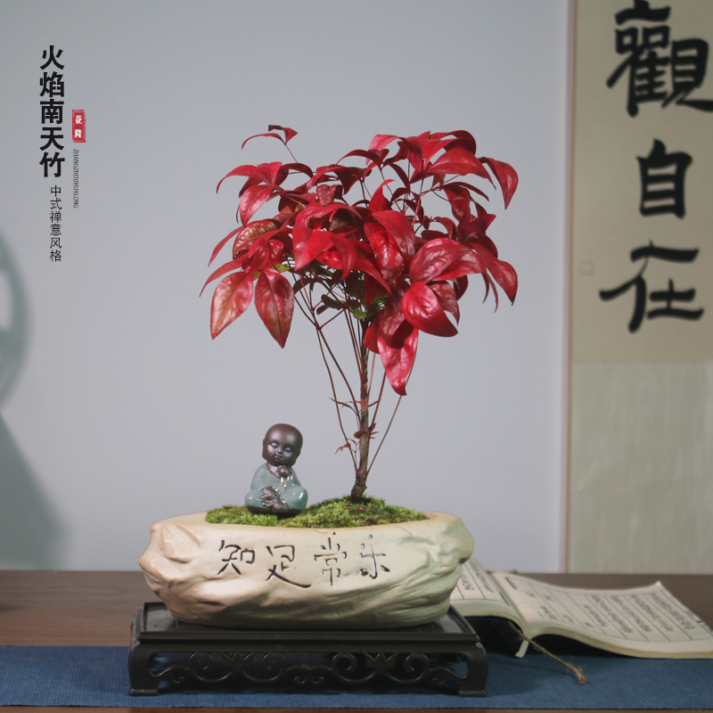 南天竹阳台庭院耐寒红叶