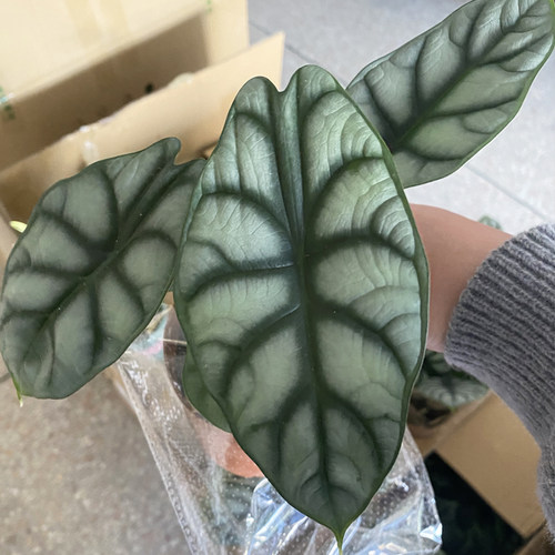 白犀牛海芋客厅净化空气耐阴绿植