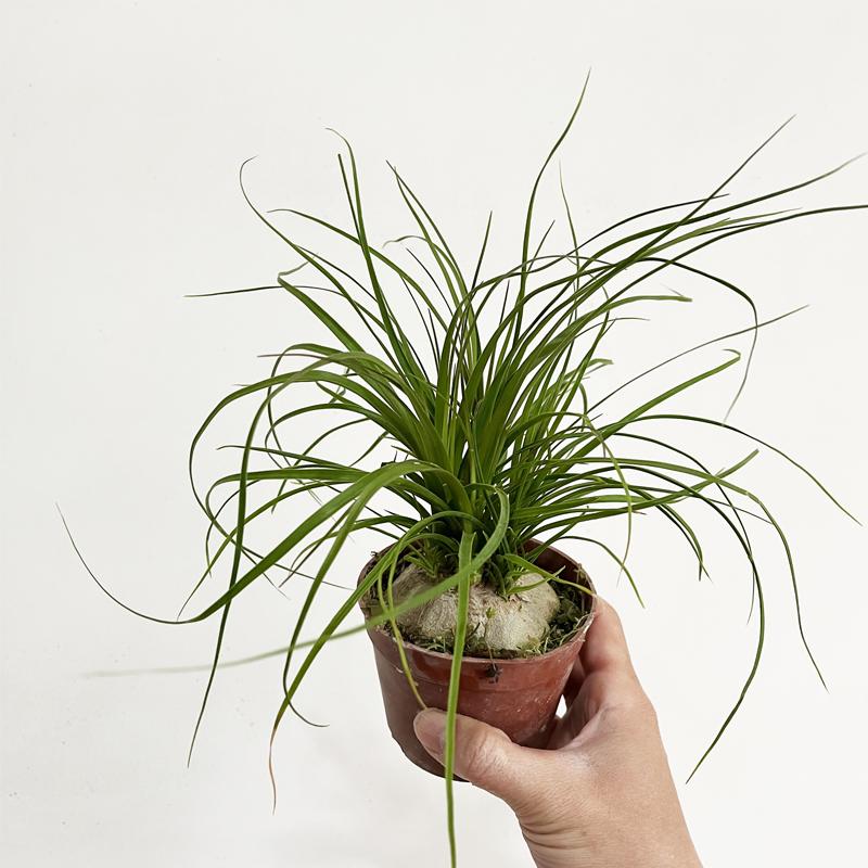 酒瓶兰盆栽室内好养易活桌面绿植耐旱懒人植物