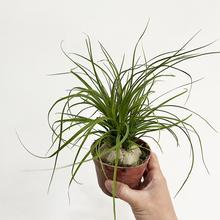 酒瓶兰盆栽室内好养易活桌面绿植耐旱懒人植物