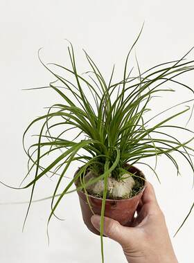 酒瓶兰盆栽室内好养易活桌面绿植耐旱懒人植物