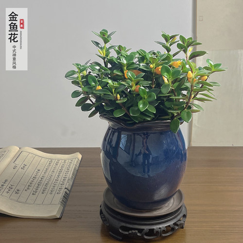 金鱼花盆栽花卉植物客厅带花苞