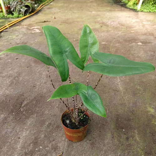 斑马虎斑海芋盆栽ins风网红绿植室内观叶北欧简约桌面家居摆放