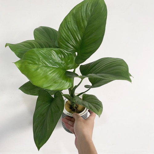 绿芙蓉盆栽桌面水培植物好养的