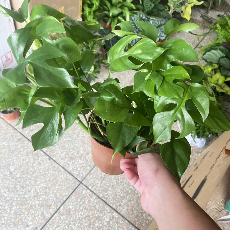 姬龟背盆栽苗客厅耐阴绿色植物室内好养活爬藤类绿植桌面四季常青,鲜花速递/花卉仿真/绿植园艺,绿植,淘宝优惠券,粉丝福利购,淘宝优惠卷