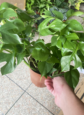 姬龟背盆栽苗客厅耐阴绿色植物室内好养活爬藤类绿植桌面四季常青