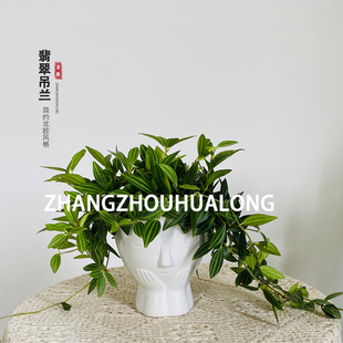 钻石翡翠吊兰盆栽室内花水长藤垂吊垂好养植物四季常绿阳台小绿植