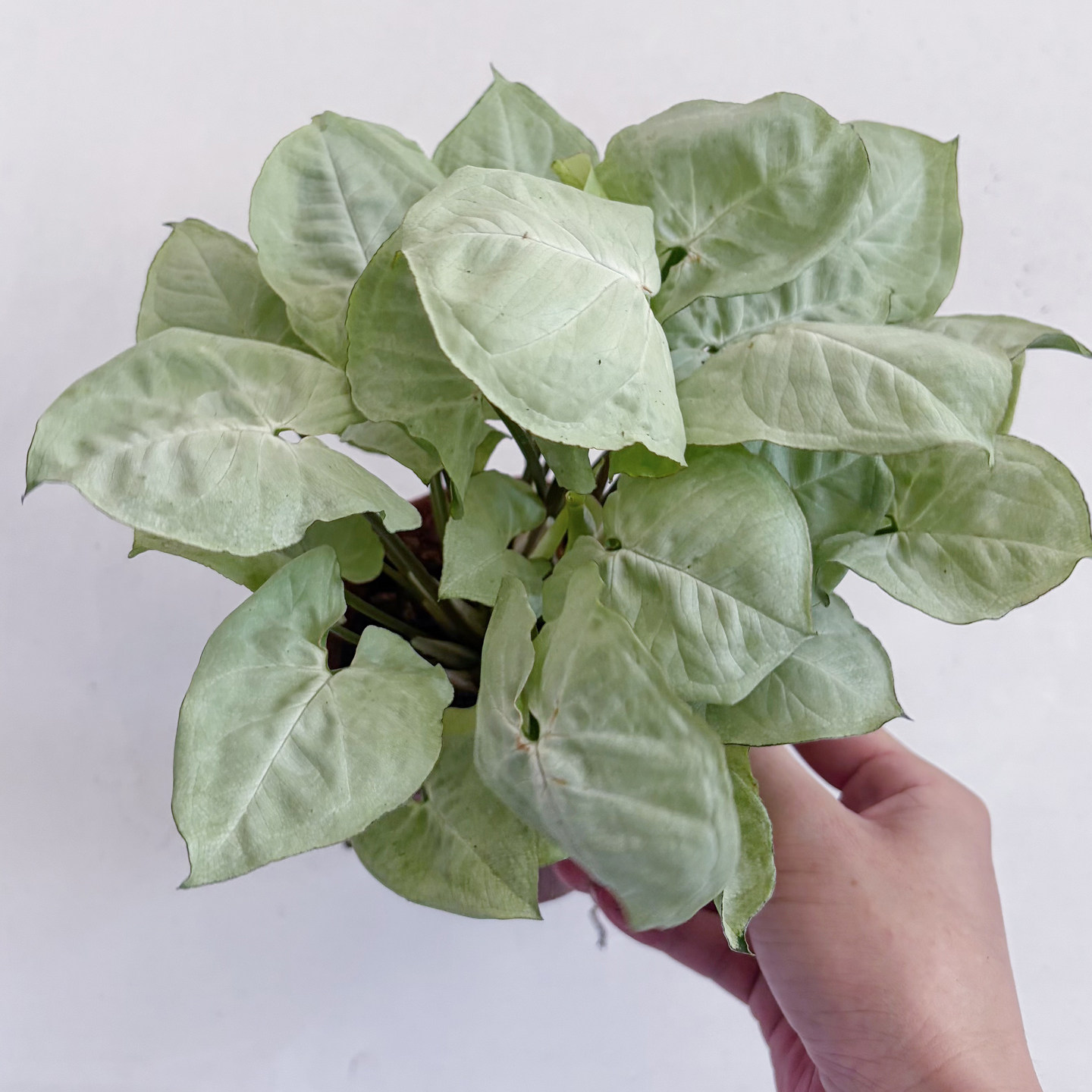 白蝴蝶精灵合果芋办公室内网红绿植桌面观叶植物书房鲜活小苗盆栽