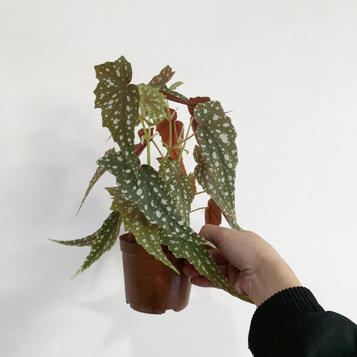 沙丁鱼秋海棠盆栽室内桌面绿植好养活植物