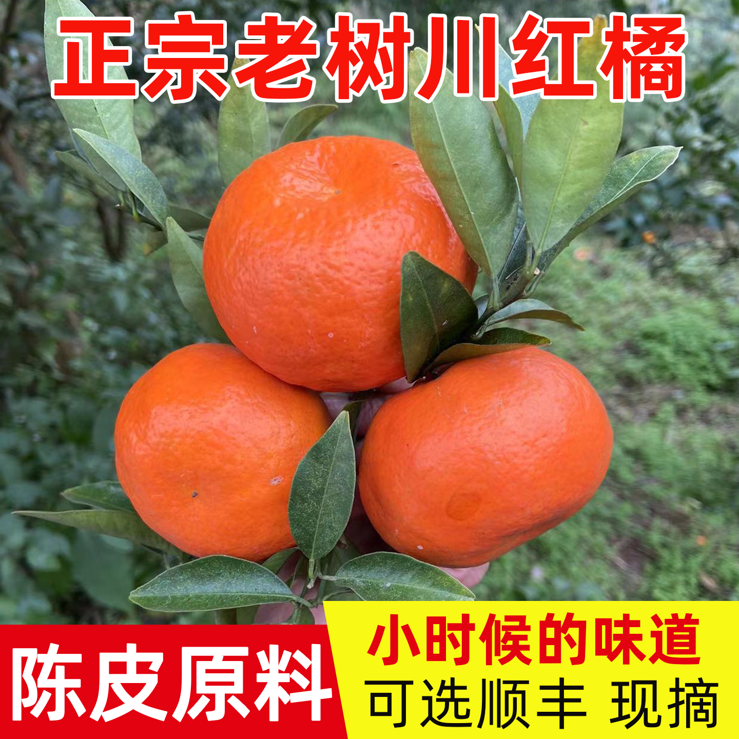 可选顺丰现摘四川红橘立减10元