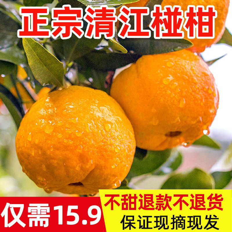 椪柑现摘先发立减10元