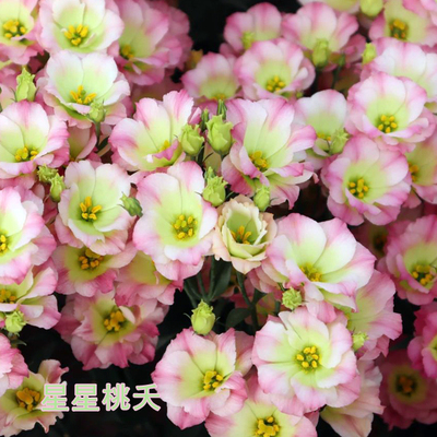 洋桔梗冬季莲座苗芽头多