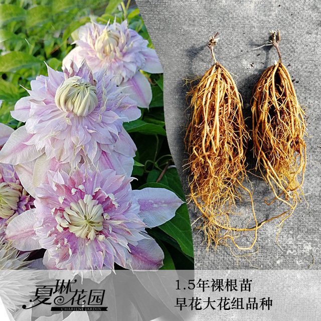 夏琳花园 1~1.5年裸根苗铁线莲二类早花组庭院阳台爬藤攀援花卉