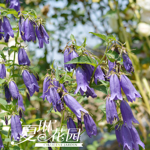 夏琳花园 紫斑风铃草婚礼钟声青花红衣骏河小川桔梗垂吊多年宿根