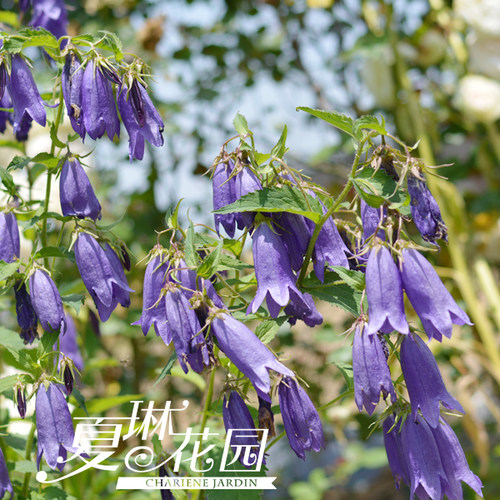风铃草春夏季开花多年生宿根地被