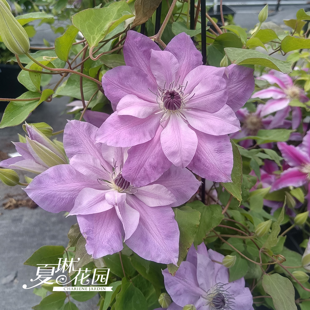 夏琳花园铁线莲F10盆栽小苗爬藤