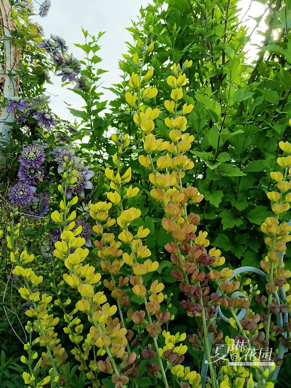 夏琳花园 赛靛花蓝花赝靛澳洲蓝豆多年生耐热耐寒宿根植物