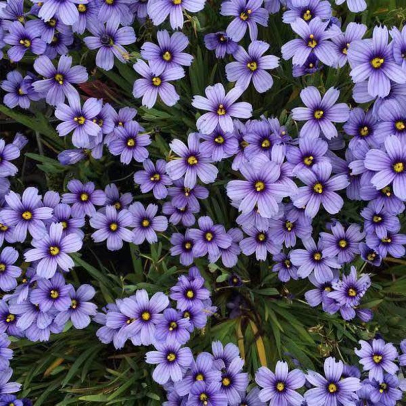 夏琳花园 庭菖蒲蓝白双色岩点 多年生宿根地被矮生花卉盆栽花境,鲜花速递/花卉仿真/绿植园艺,时令草本花卉,淘宝优惠券,粉丝福利购,淘宝优惠卷