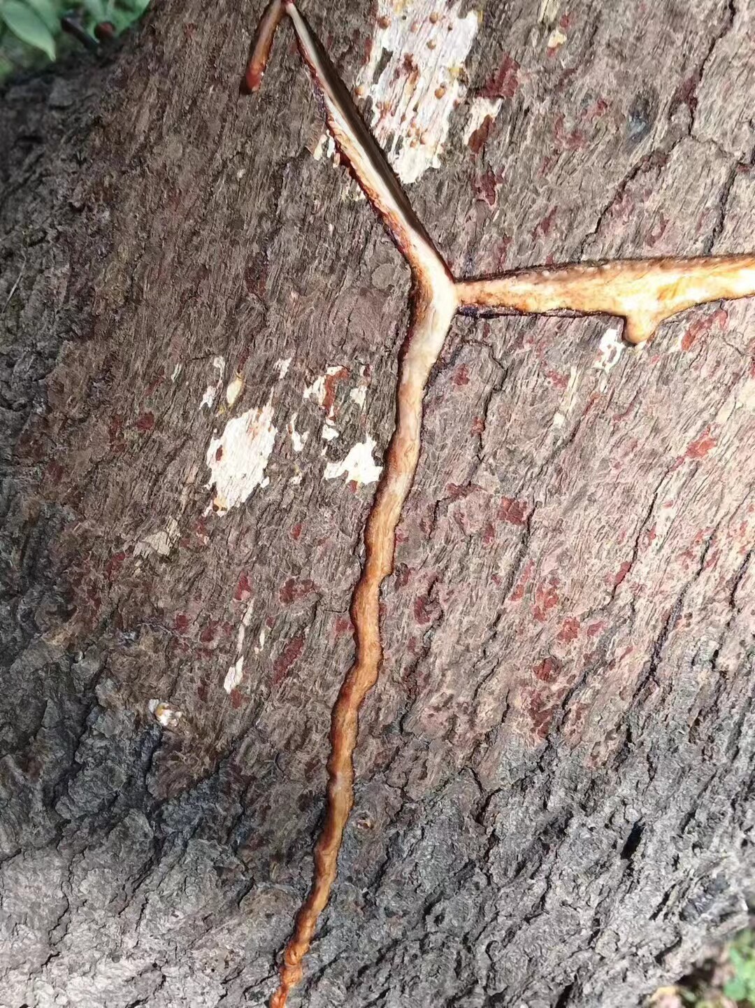 天然土漆正宗优质棺材寿木土漆生漆大漆国漆正宗优质大木漆直发