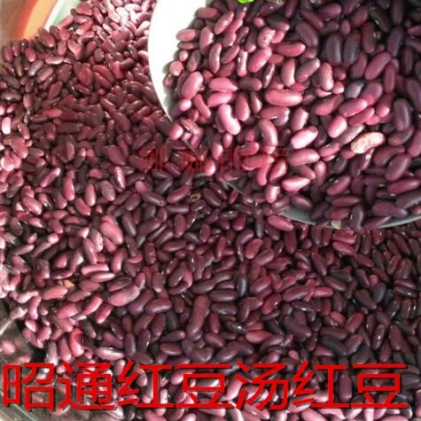 红豆洋红豆云南特产昭通大红豆酸菜红豆汤红豆拍三份包邮