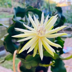 昙花小叶昙花卷叶昙花鱼骨令箭室内新奇观叶观花植物植如初见