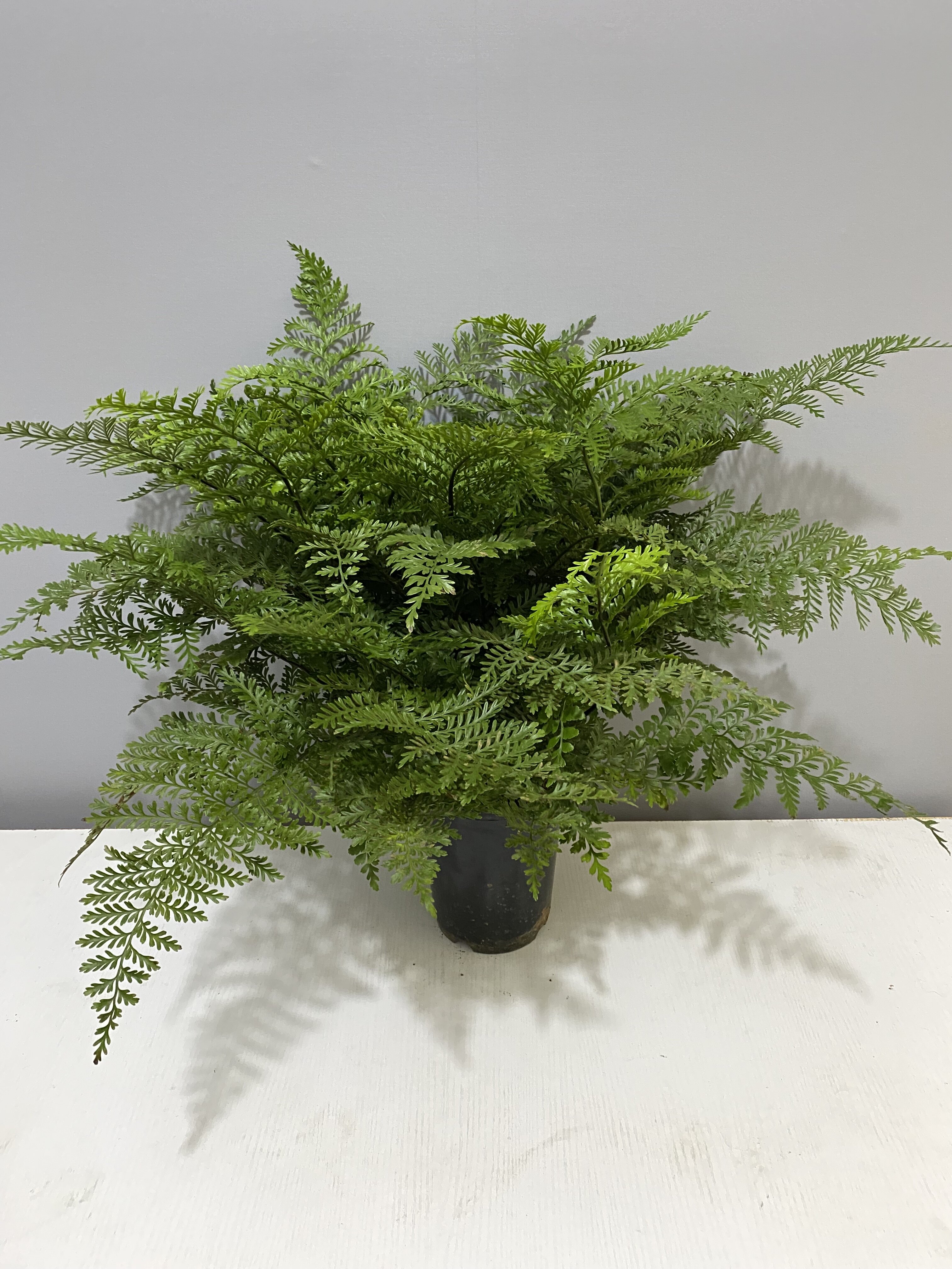 吉姆蕨网红常绿好养蕨类喜阴耐寒雨林室内绿植客厅卫生间植如初见