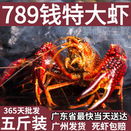 小龙虾鲜活789钱超大清水养殖青虾红壳特大清水虾净重5斤顺丰包邮