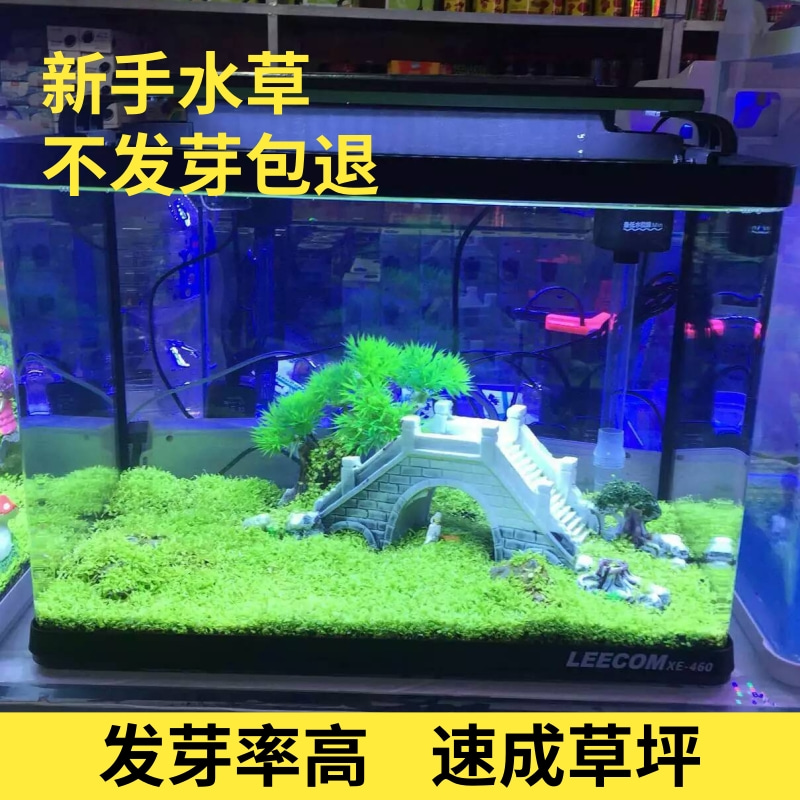 水草种子鱼缸造景活体小对叶草籽