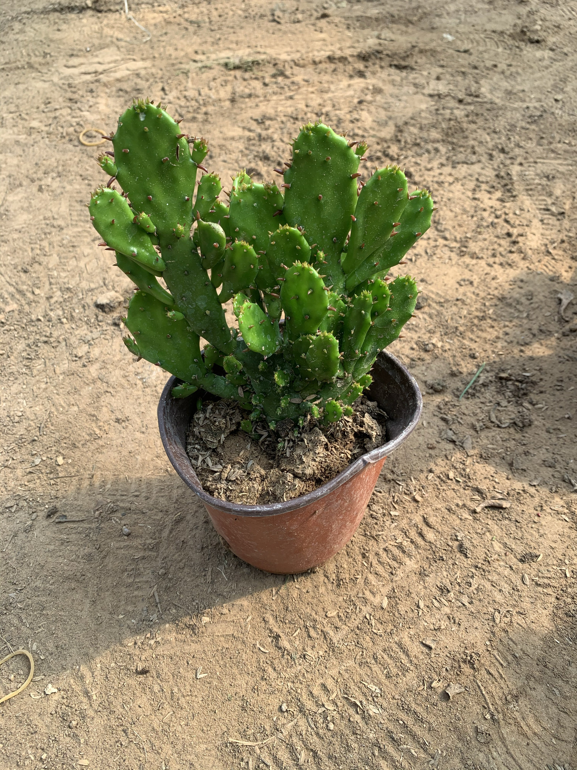 新品种进口开花千手观音仙人掌懒人花卉好成活南北方阳台桌摆耐热