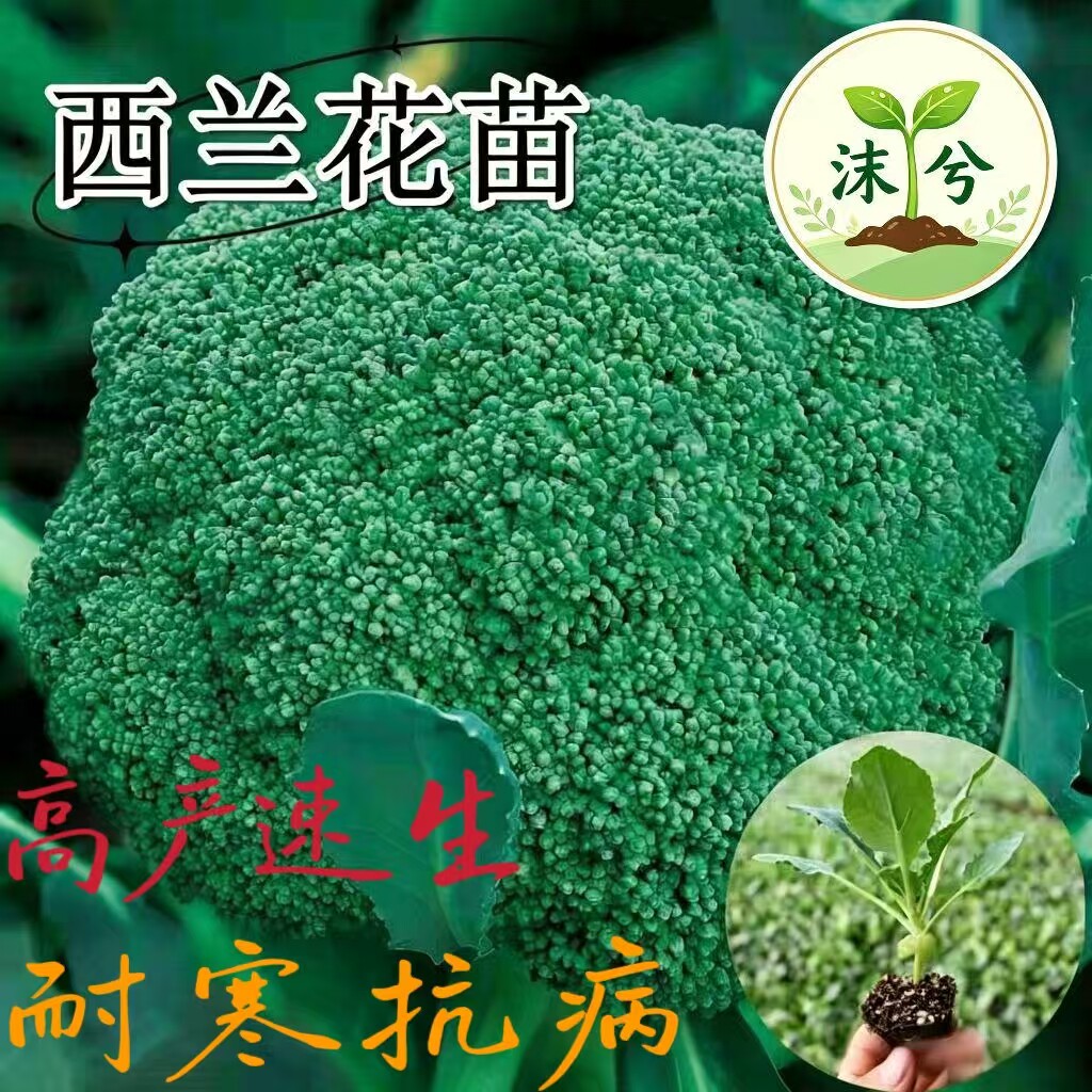 四季秋冬耐寒高产速生蔬菜苗包活