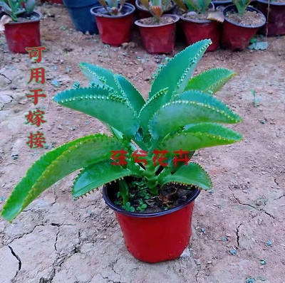 宽叶不死鸟锦落地生根多肉耐旱