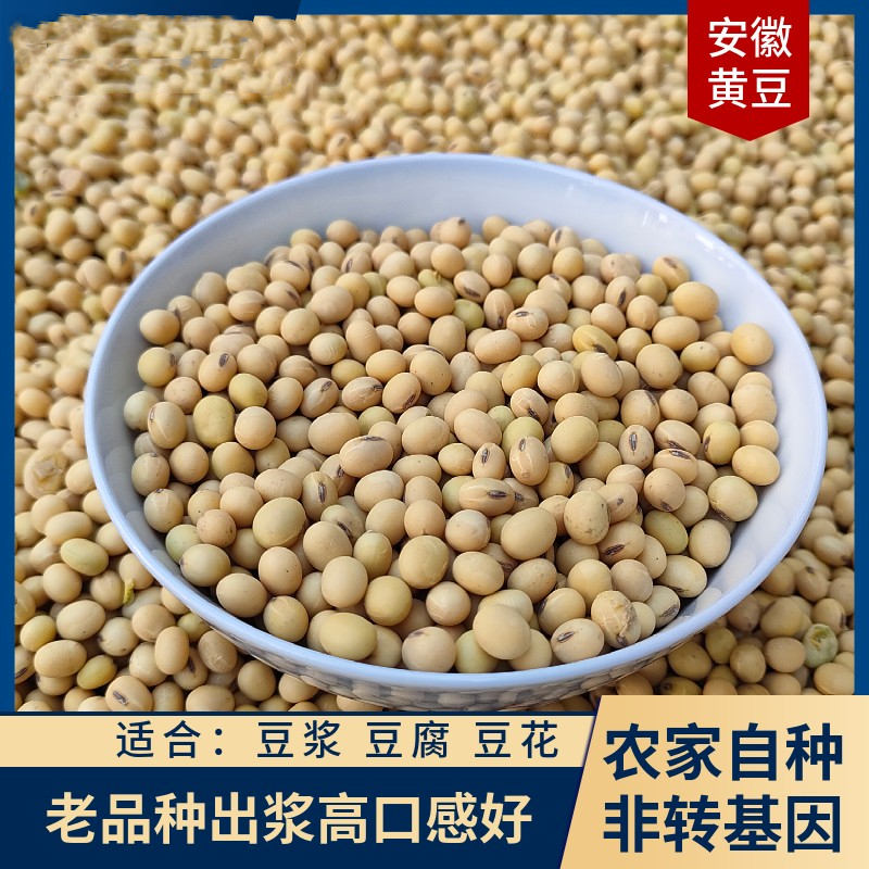2025新豆安徽黄豆 做豆腐豆花豆浆专用 非转基因黄豆10斤装
